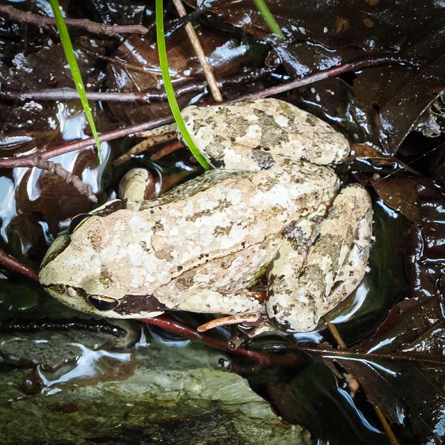 Frog crossing