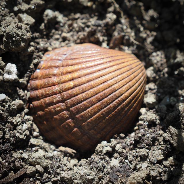 Shell in the alps