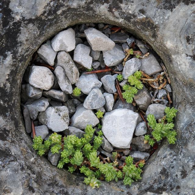 Stones and plants