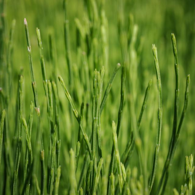 Horsetail