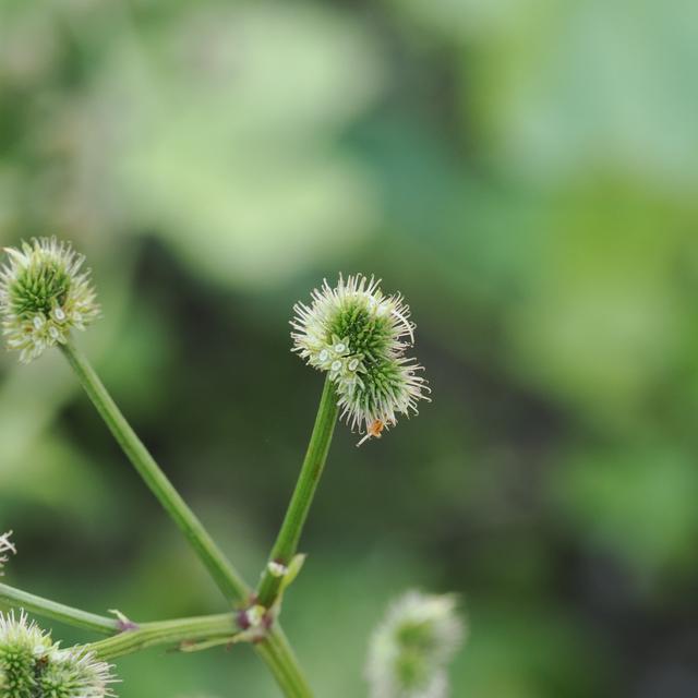 Small