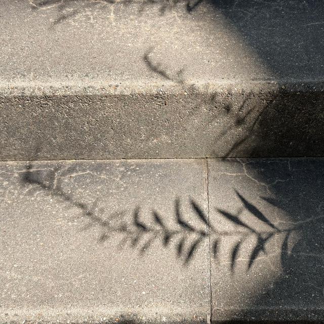 shadow 1